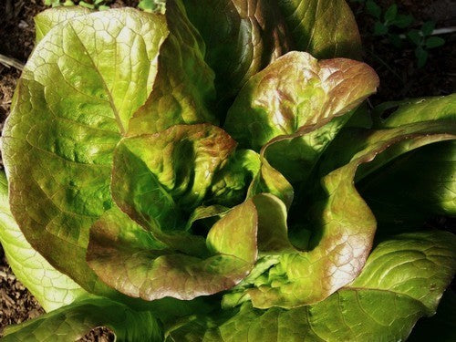Red Butterhead Lettuce 'Brune d'Hiver'