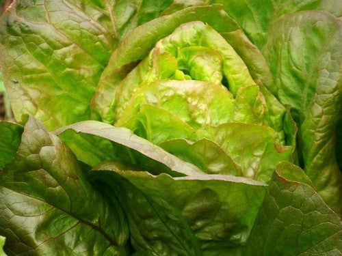 Red Butterhead Lettuce 'Brune d'Hiver'