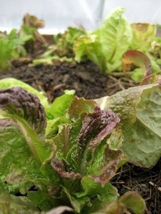 Red Butterhead Lettuce 'Brune d'Hiver'