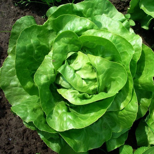 Kropsla 'Dynamite'