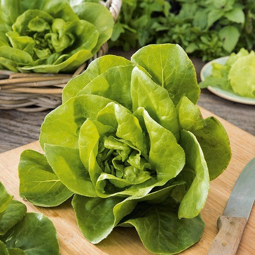 KropSla 'Gustav's Salad' / 'Sla van Pa''