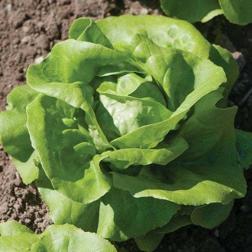Kropsla 'Kagraner Summer'