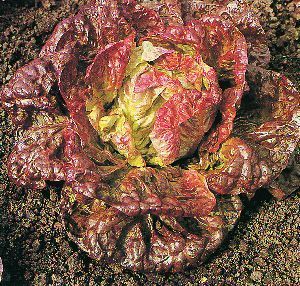 Red Butterhead Lettuce 'Wonder of Four Seasons' / 'Meraviglia'