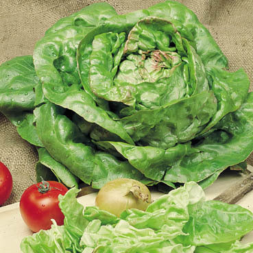 Kropsla 'Meikoningin'