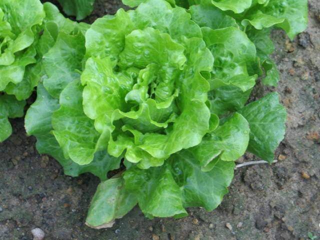 Lettuce 'Seven Wonders'
