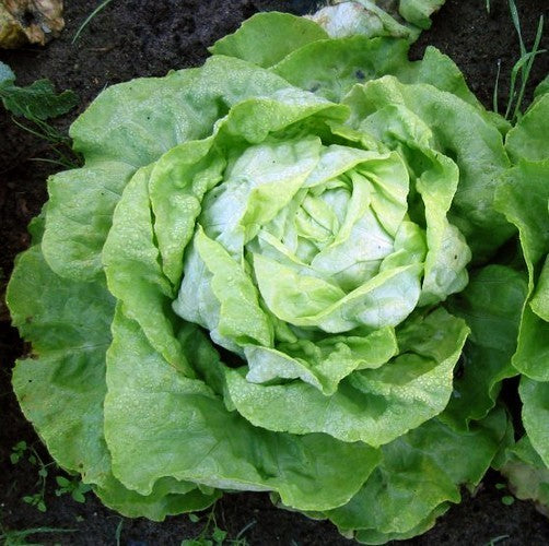 Loose-leaf lettuce 'Suzan' / 'Kagraner Summer'