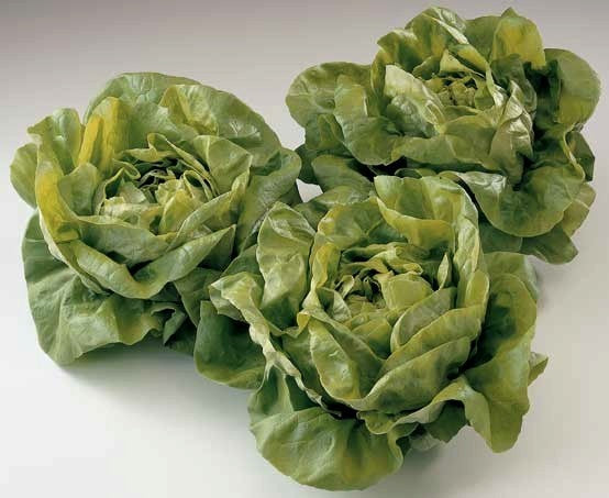 Loose-leaf lettuce 'Suzan' / 'Kagraner Summer'