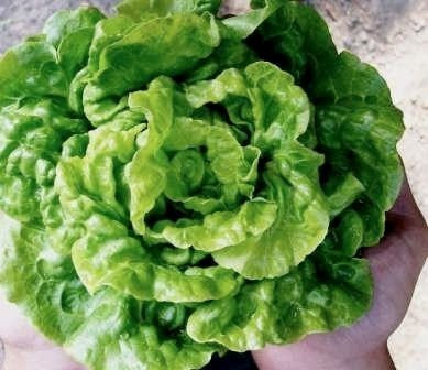 Kropsla 'Tennis Ball'