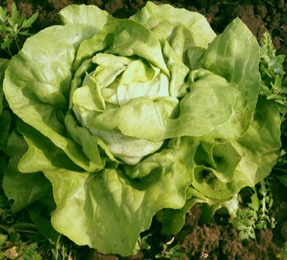 Kropsla 'Twellose Gele' / (Klein Duimpje Sla) / 'Victori'