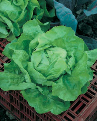 Kropsla 'Arctic King' / 'Nansen's Noordpool''
