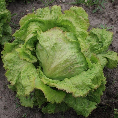 IJssla 'Grazer Krauthäuptel 2'