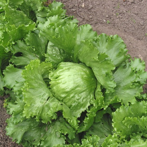 Iceberg lettuce 'saladin' / 'salinas'