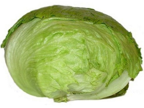 Iceberg lettuce 'saladin' / 'salinas'