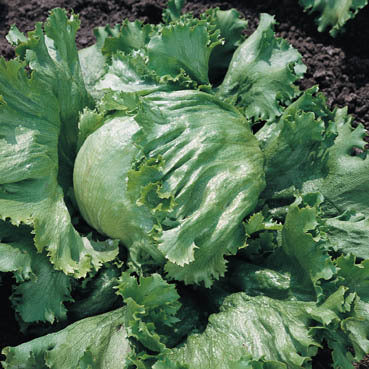 Iceberg Lettuce 'Great Lakes 118'