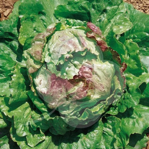 Iceberg lettuce 'Posavka'