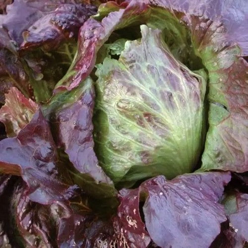 Lettuce 'Red Iceberg'