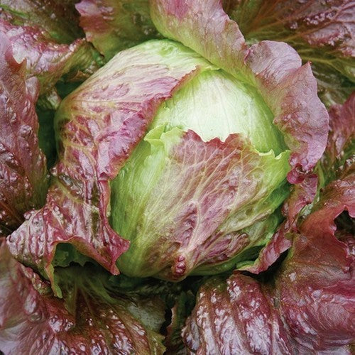Lettuce 'Red Iceberg'