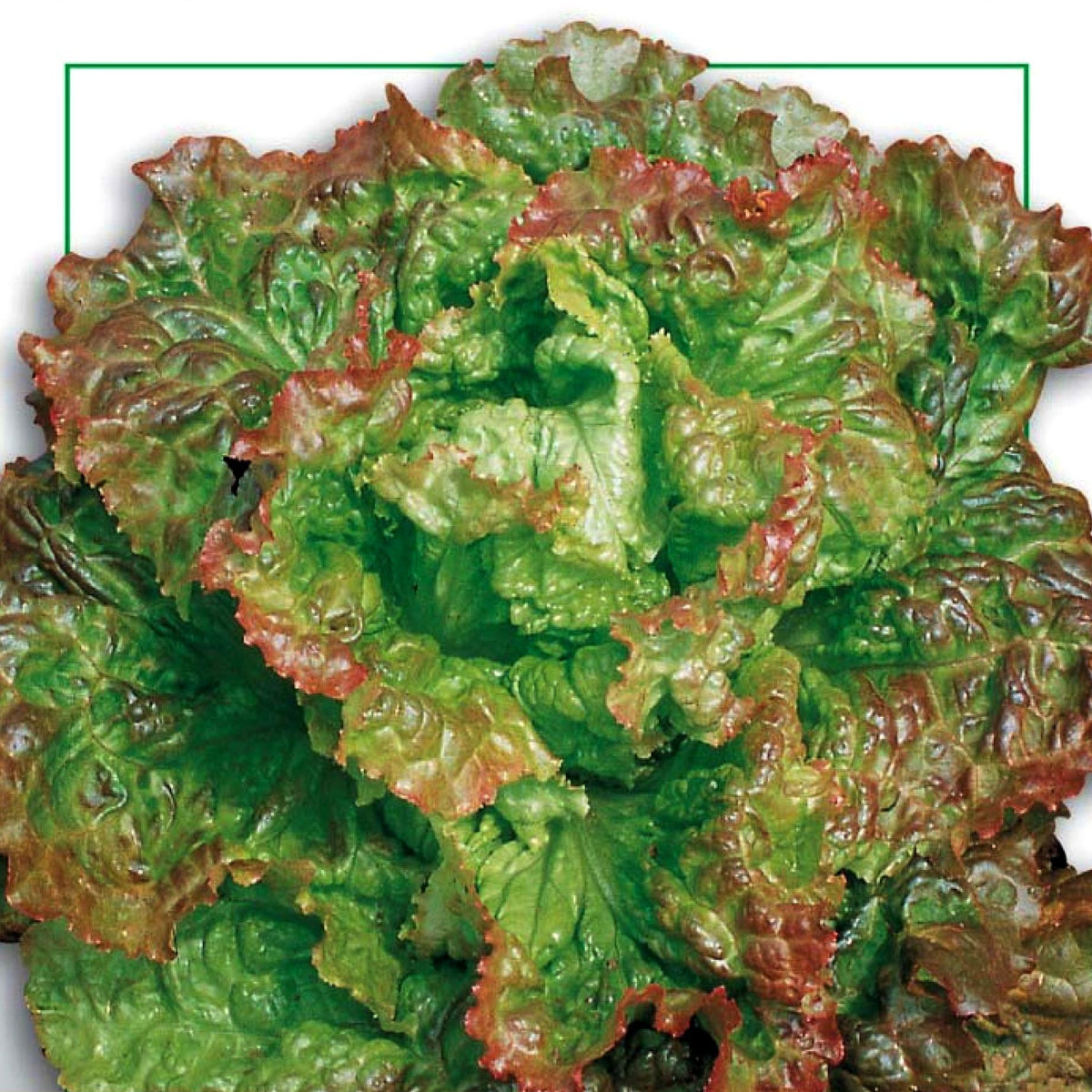 Krulsla 'Ciucca'