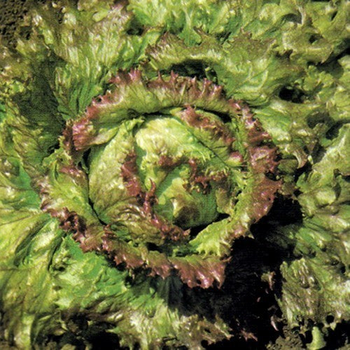Krulsla 'Ciucca'