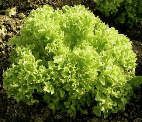 Krulsla 'Lollo Biondo' / 'Lollo Bionda'