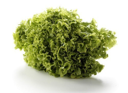 Krulsla 'Lollo Biondo' / 'Lollo Bionda'