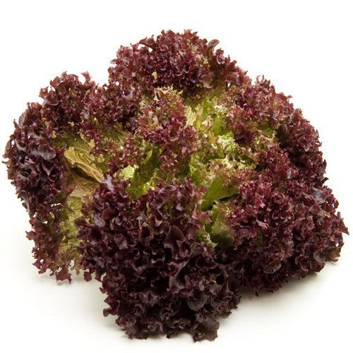 Krulsla 'Lollo Rosso' / 'Lollo Rossa'