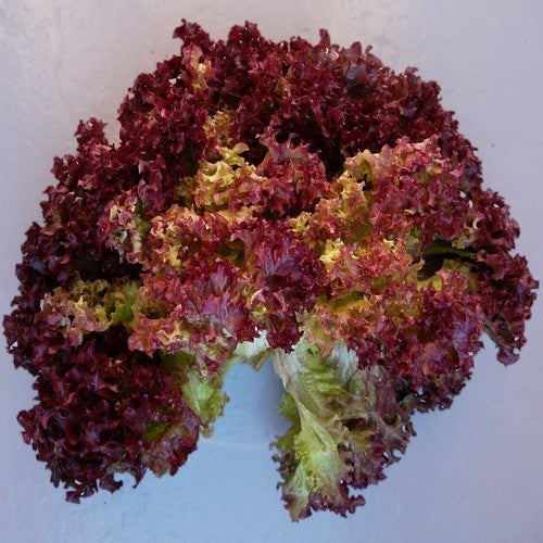 Krulsla 'Lollo Rosso' / 'Lollo Rossa'