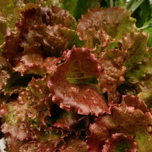 Loose-leaf Lettuce 'Red Sails'