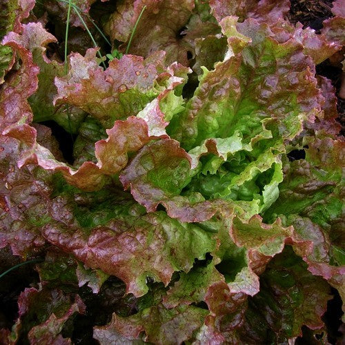 Loose-leaf Lettuce 'Red Sails'