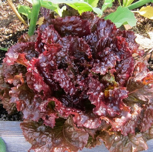 Loose-leaf Lettuce 'Red Sails'