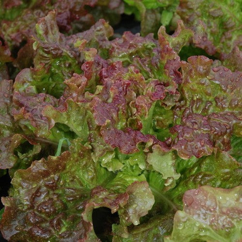Krulsla 'Rossa di Trento Dolomiti'