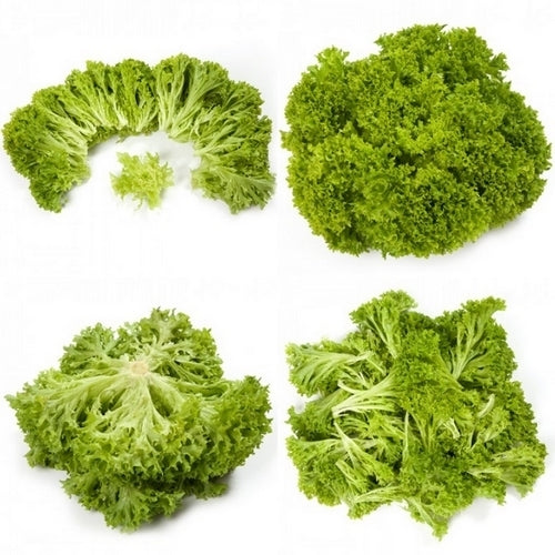 Curly Lettuce Salanova Series 'Vicinity'