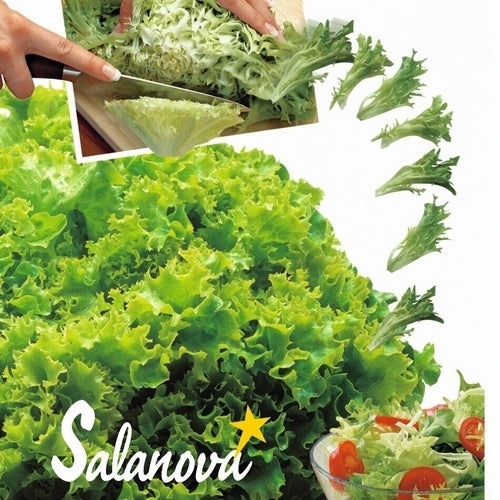 Curly Lettuce Salanova Series 'Vicinity'