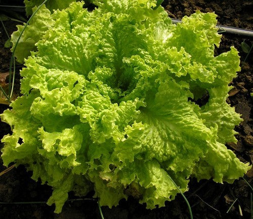 Curly Lettuce 'Thai Lettuce' / 'Grand Rapids'