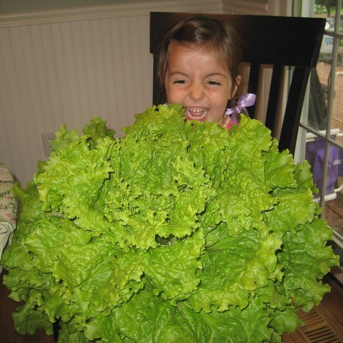 Curly Lettuce 'Thai Lettuce' / 'Grand Rapids'