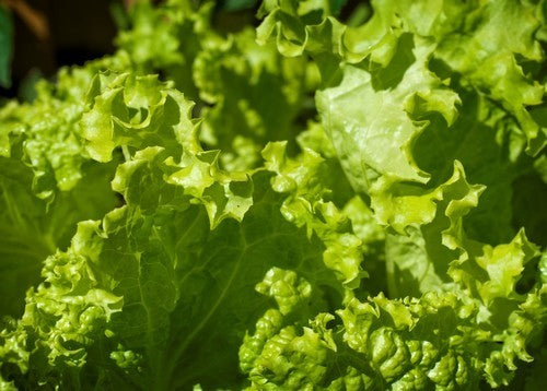 Curly Lettuce 'Thai Lettuce' / 'Grand Rapids'