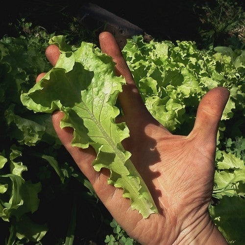 Curly Lettuce 'Thai Lettuce' / 'Grand Rapids'