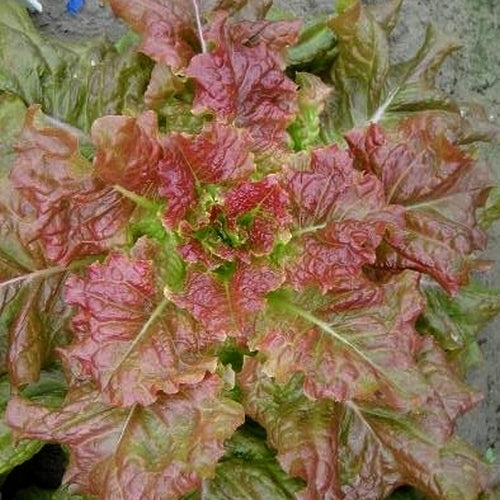 Pluksla 'Abby Red'