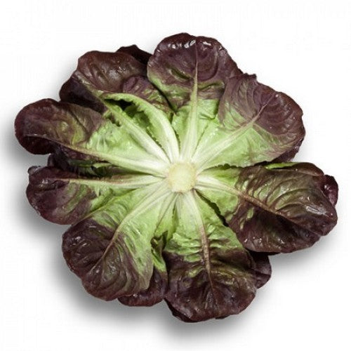 Pluksla 'Barlach RZ' (Salanova-Type)