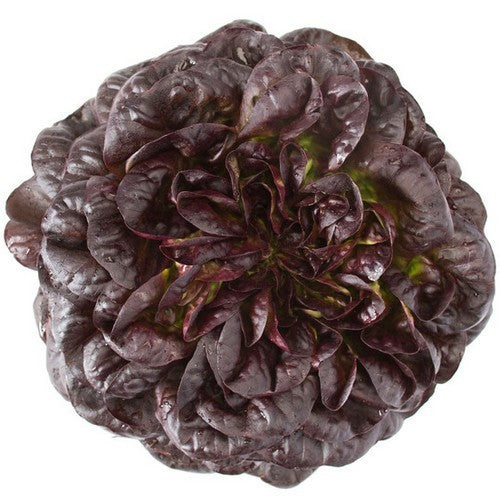 Pluksla 'Barlach RZ' (Salanova-Type)