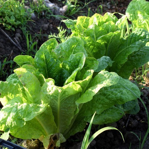 Looseleaf Lettuce 'Babel'