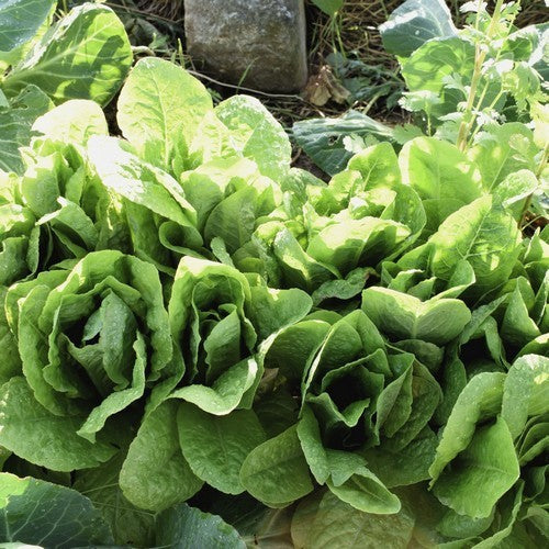 Looseleaf Lettuce 'Babel'