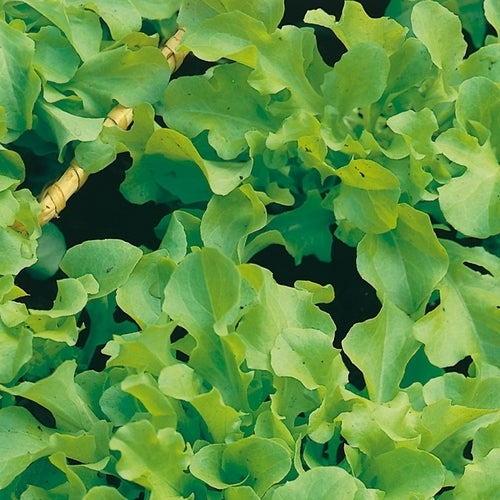 Loose-leaf lettuce 'Bionda Foglia di Quercia' / 'A Couper Feuille de Ch'
