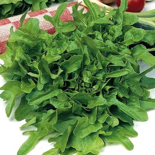 Pluksla 'Catalogna (O Cerbiatta)'