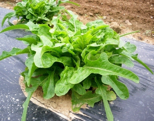 Pluksla 'Catalogna (O Cerbiatta)'