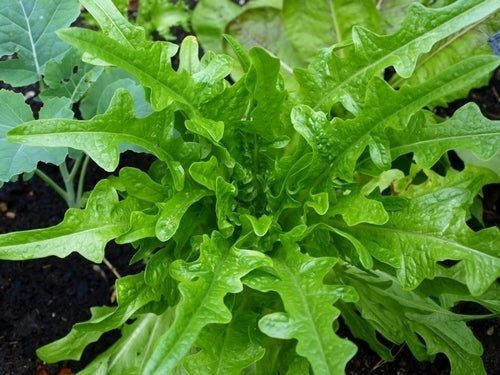 Pluksla 'Catalogna (O Cerbiatta)'