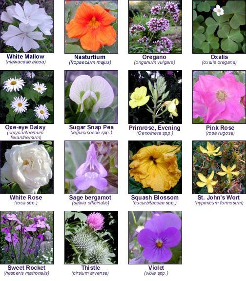 Gourmet Salads Edible Flower Salad