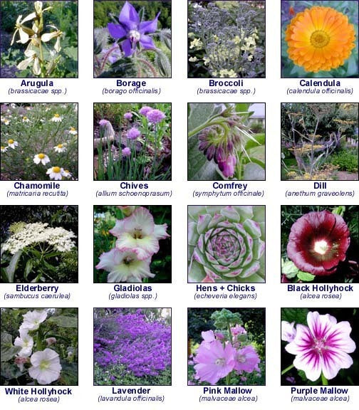 Gourmet Salads Edible Flower Salad