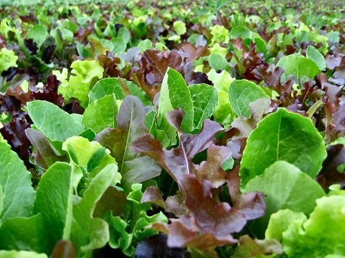 Gemengde Bladsalade 'Vreeken Mix'