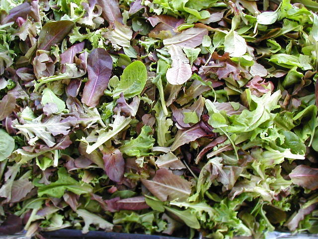 Mixed Leaf Salad 'Vreeken Mix'